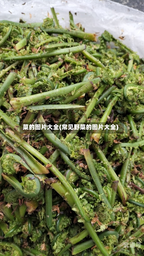 菜的图片大全(常见野菜的图片大全)