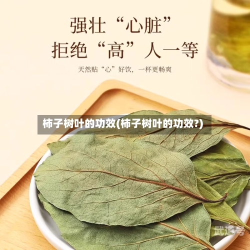 柿子树叶的功效(柿子树叶的功效?)