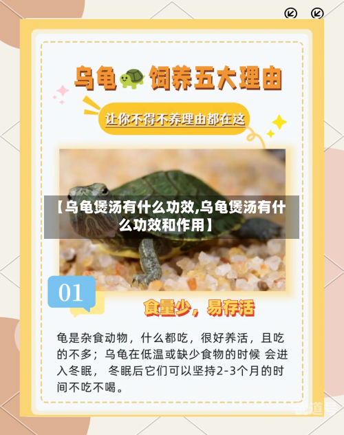 【乌龟煲汤有什么功效,乌龟煲汤有什么功效和作用】