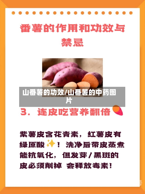 山番薯的功效/山番薯的中药图片-第3张图片