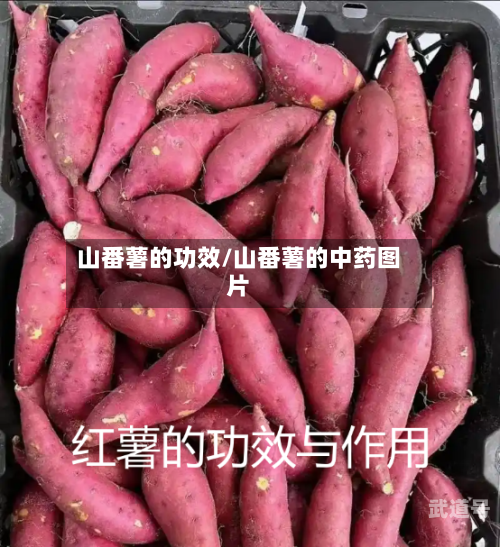 山番薯的功效/山番薯的中药图片