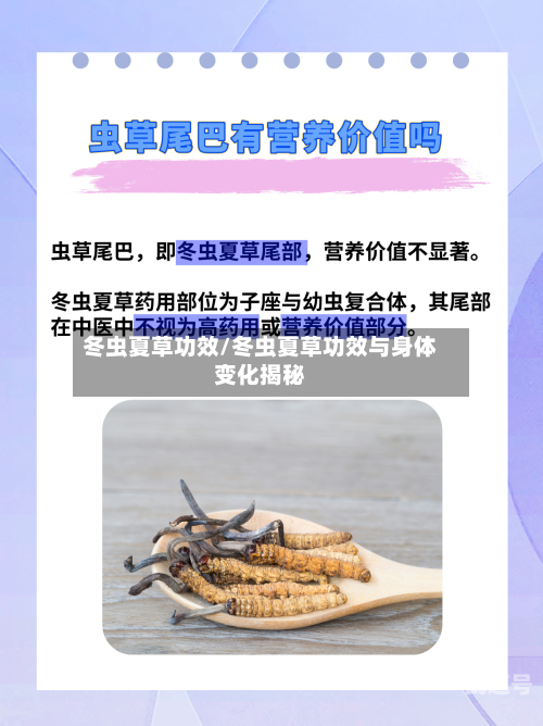 冬虫夏草功效/冬虫夏草功效与身体变化揭秘-第3张图片