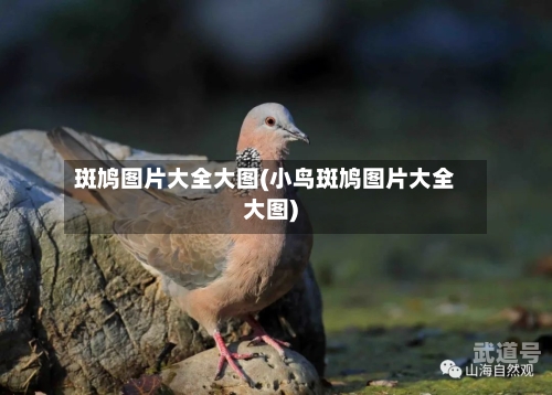 斑鸠图片大全大图(小鸟斑鸠图片大全大图)