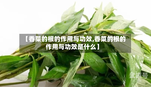 【香菜的根的作用与功效,香菜的根的作用与功效是什么】
