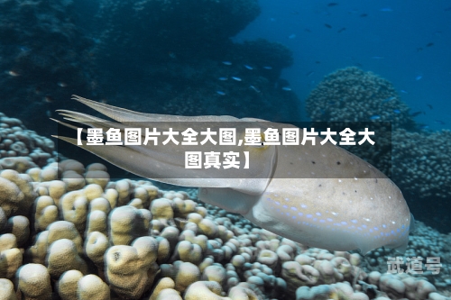【墨鱼图片大全大图,墨鱼图片大全大图真实】-第2张图片
