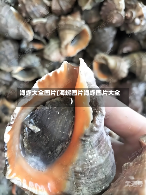 海螺大全图片(海螺图片海螺图片大全)