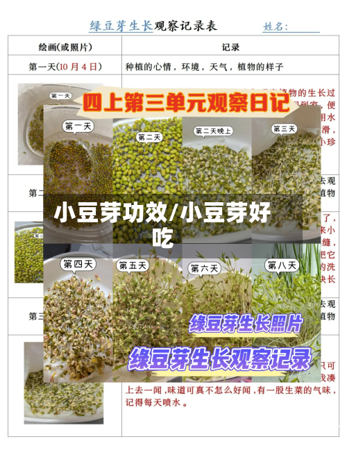 小豆芽功效/小豆芽好吃-第3张图片