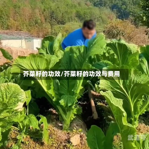 芥菜籽的功效/芥菜籽的功效与费用