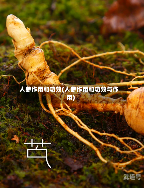人参作用和功效(人参作用和功效与作用)