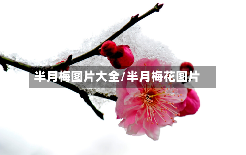 半月梅图片大全/半月梅花图片