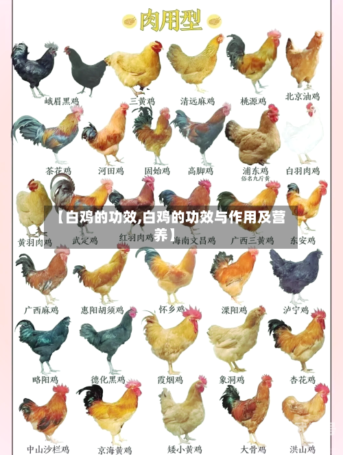 【白鸡的功效,白鸡的功效与作用及营养】