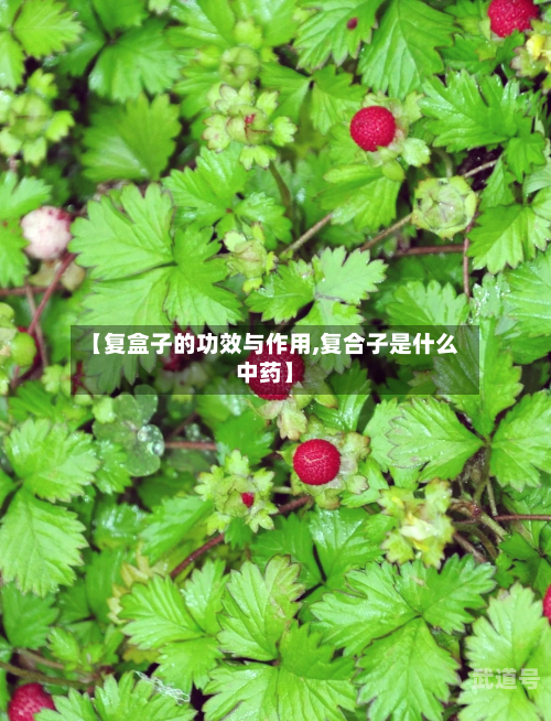 【复盒子的功效与作用,复合子是什么中药】
