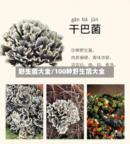 野生菌大全/100种野生菌大全