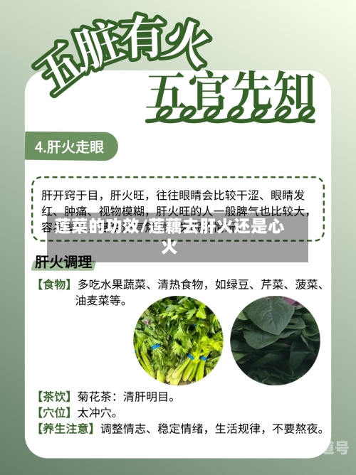 莲菜的功效/莲藕去肝火还是心火