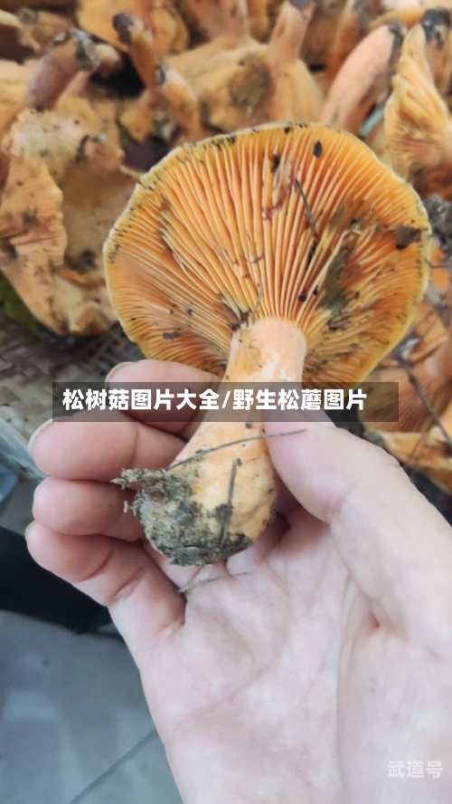 松树菇图片大全/野生松蘑图片